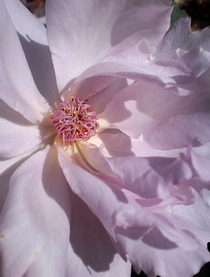 �����塼����������ꥢ