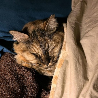 ���̥��ˡ���