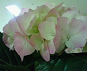 nec_0074