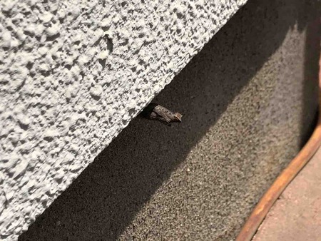 IMG_4440