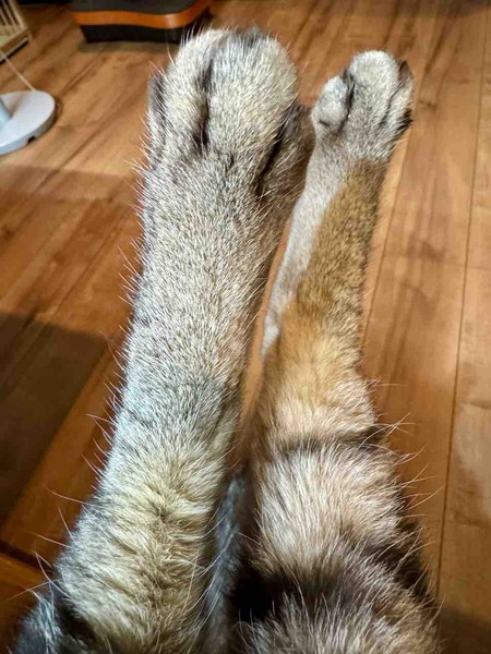 FullSizeRender