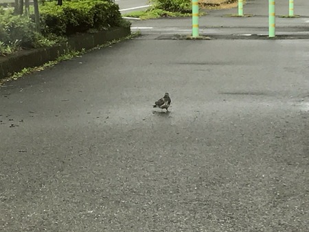 2017-08-18-10-52-19