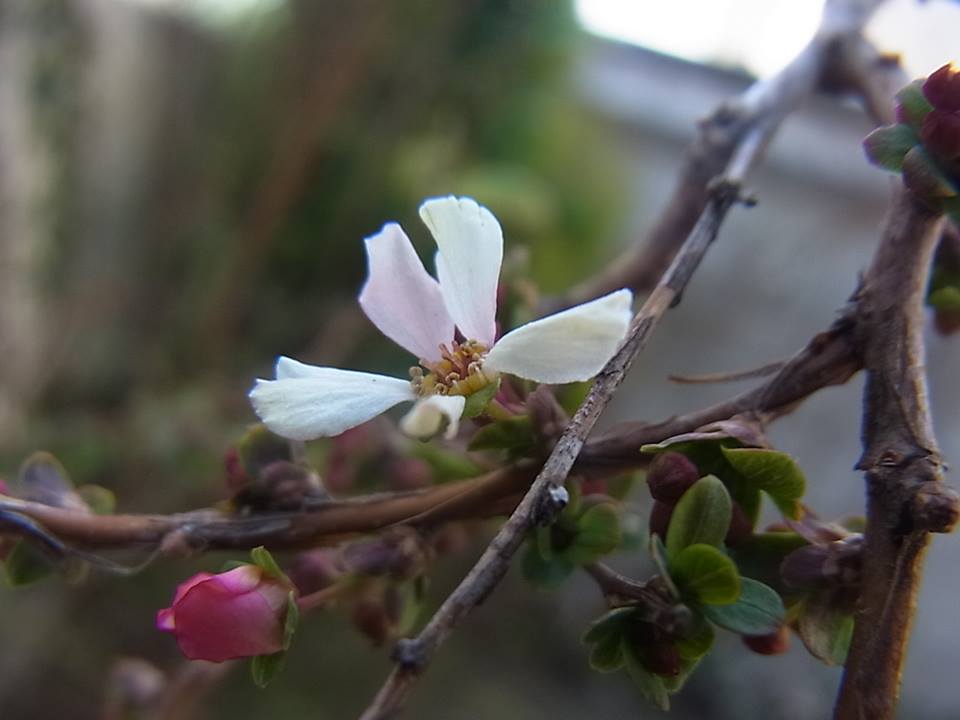 手紙 Mr Children ゴリノート