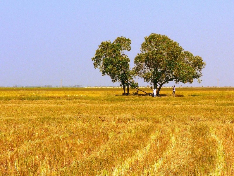 命は果てるもの 分かってはいるけど ゴリノート