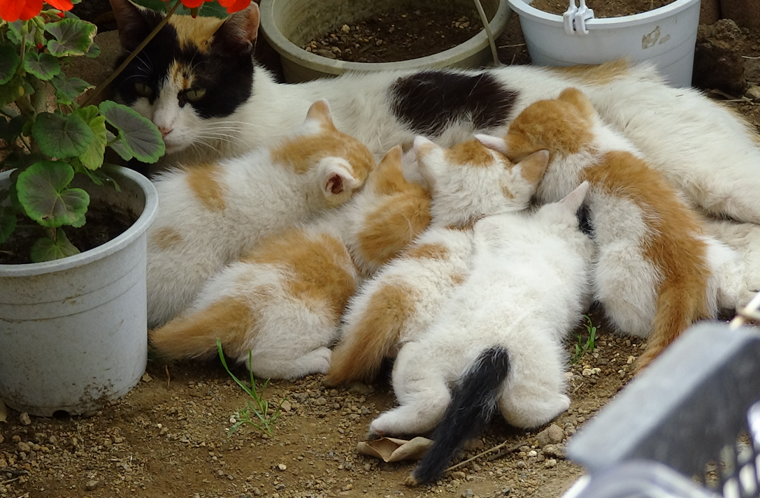 neko爺さんの写真日記:ニャン.ニャン.ニャン