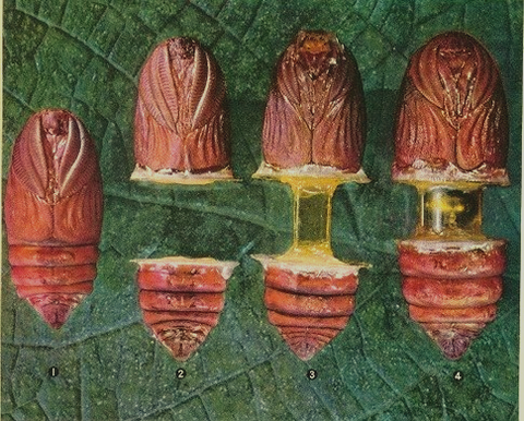 horror-pupal-test