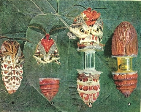 horror-pupal-test5