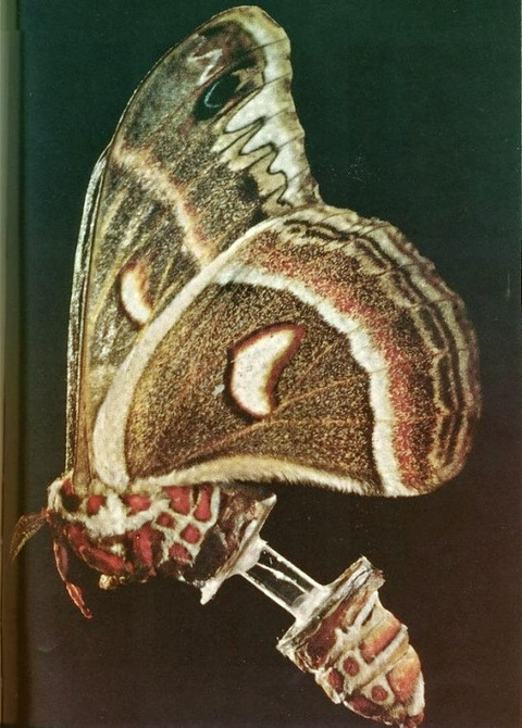 horror-pupal-test6