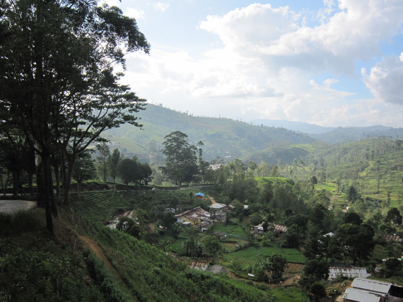ヌワラエリヤ再々訪 紅茶と犬っころ ヌワラエリヤ徒然