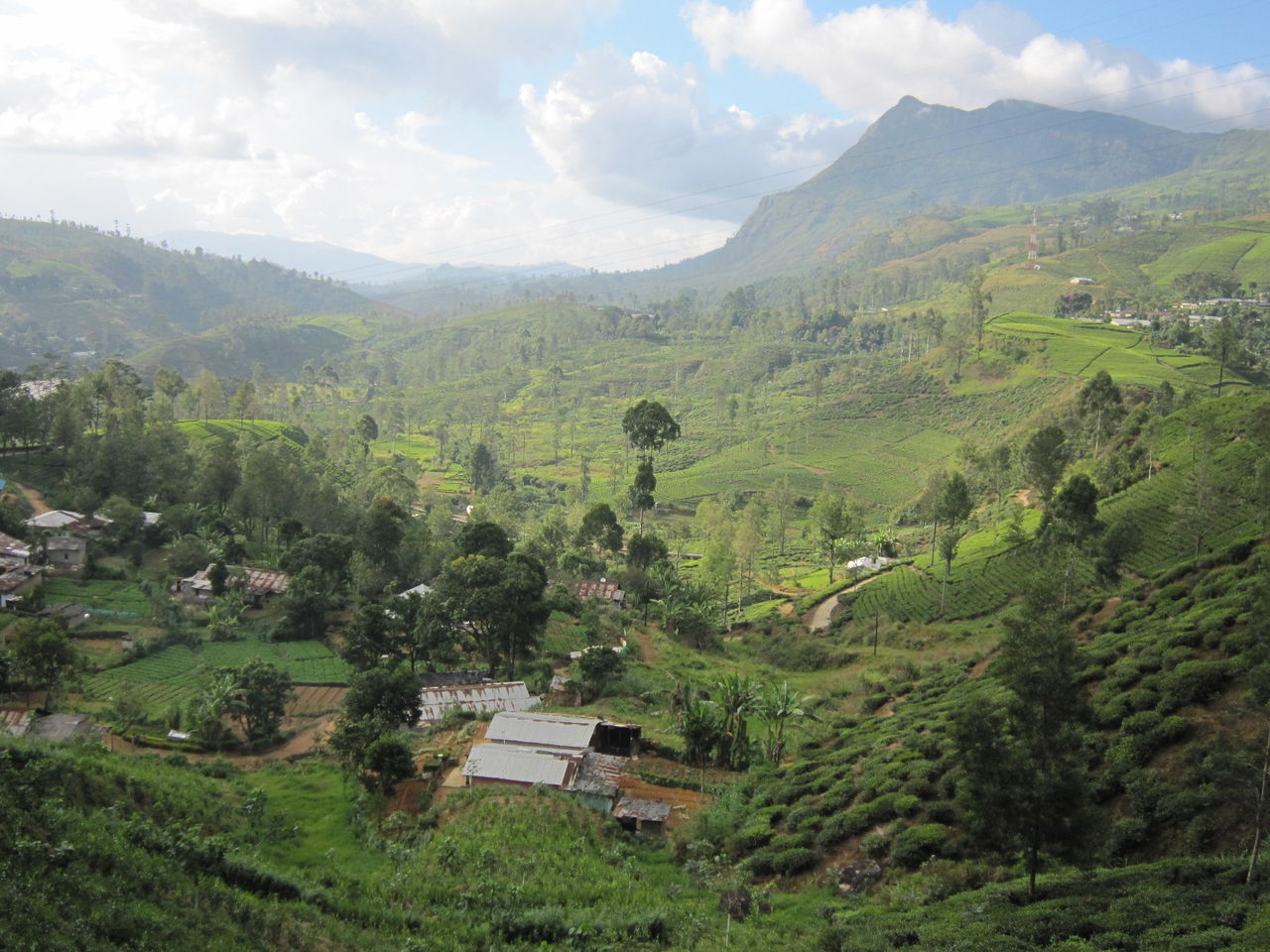 ヌワラエリヤ再々訪 紅茶と犬っころ ヌワラエリヤ徒然