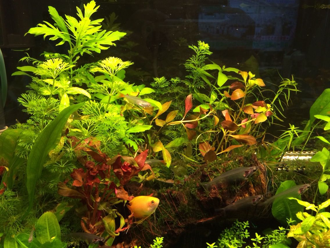 メネデール購入 ねりこの水草水槽 海水水槽始めました