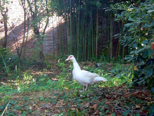変な鳥バリケン Anatra Muta イタリアごろごろ猫記