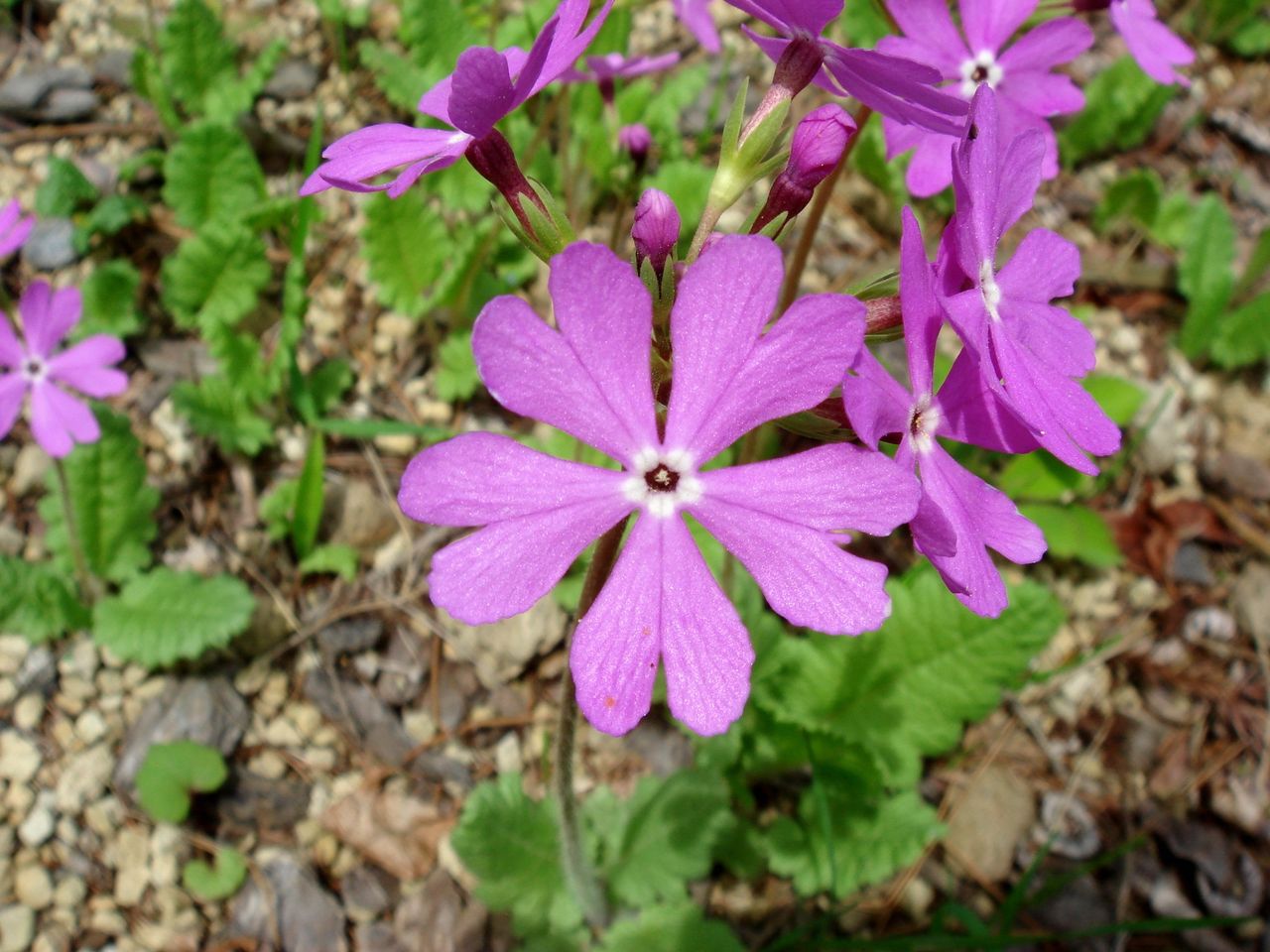 四月二十八日 サクラソウ 園芸速報