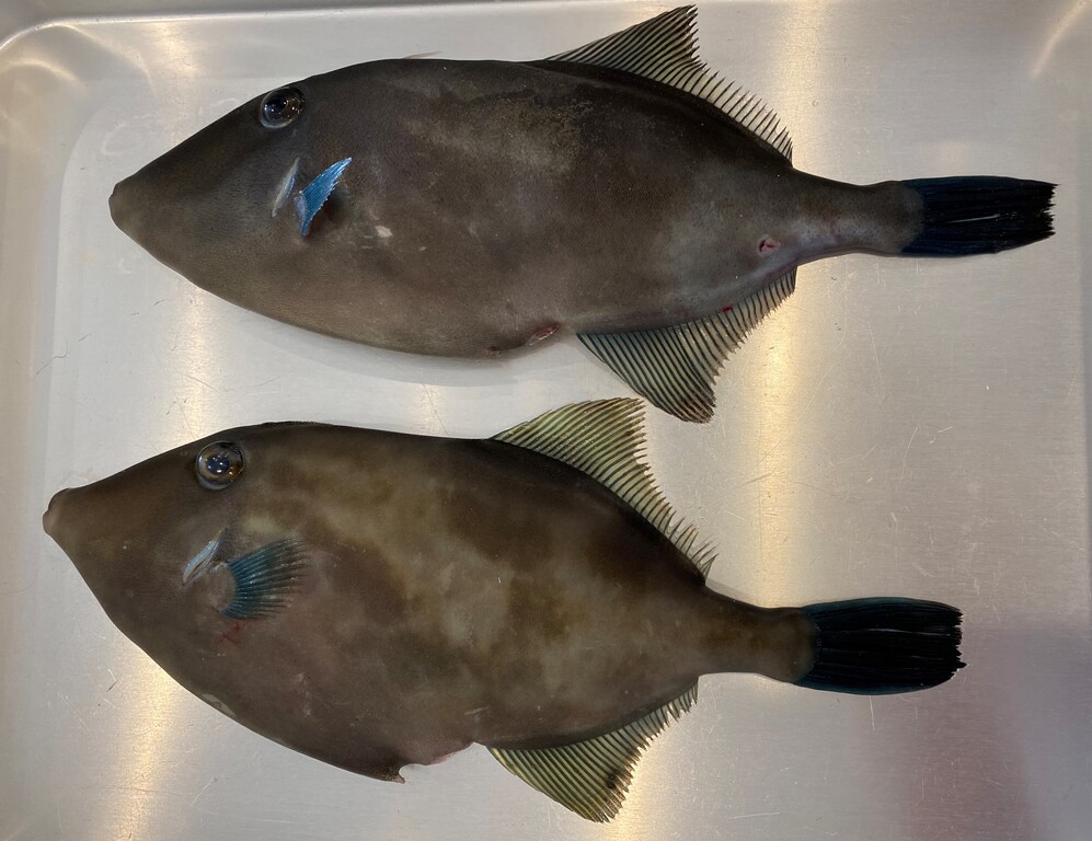 カワハギのお造り 肝醤油添え と ウマズラハゲ 野菜と魚のおもてなしサロン Maman S Dream 神戸 明石
