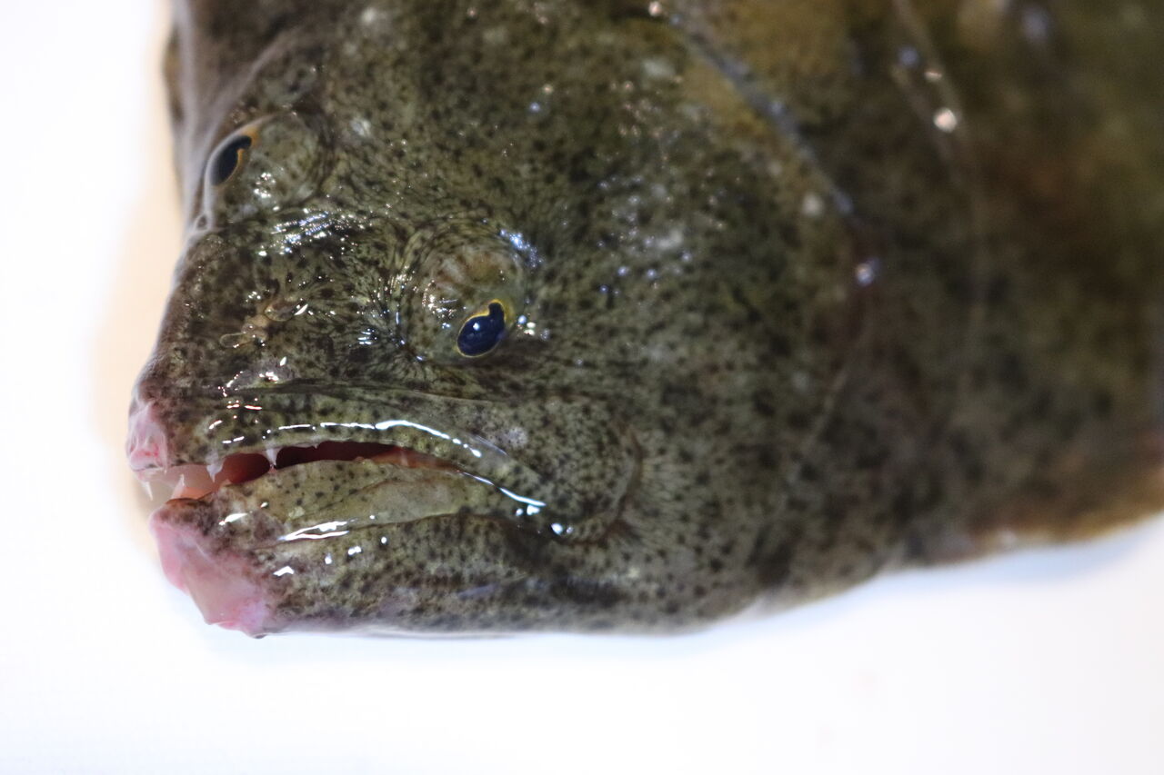 自主トレ 明石のカレイ 五枚おろし 野菜と魚のおもてなしサロン Maman S Dream 神戸 明石