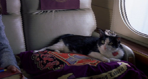 プリティ プリンセス 猫がいたscene