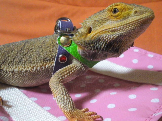 エ ンゴリオン は 発進 Q ゚d゚ P 眠れる森のゴリオ エ ンゴリオン は 発進 Q ゚d゚ P 眠れる森のゴリオ