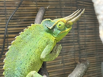 IMG_0089