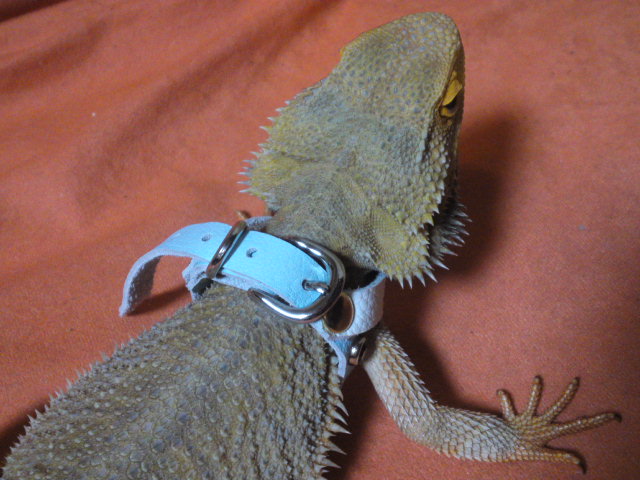 エ ンゴリオン は 発進 Q ゚d゚ P 眠れる森のゴリオ エ ンゴリオン は 発進 Q ゚d゚ P 眠れる森のゴリオ