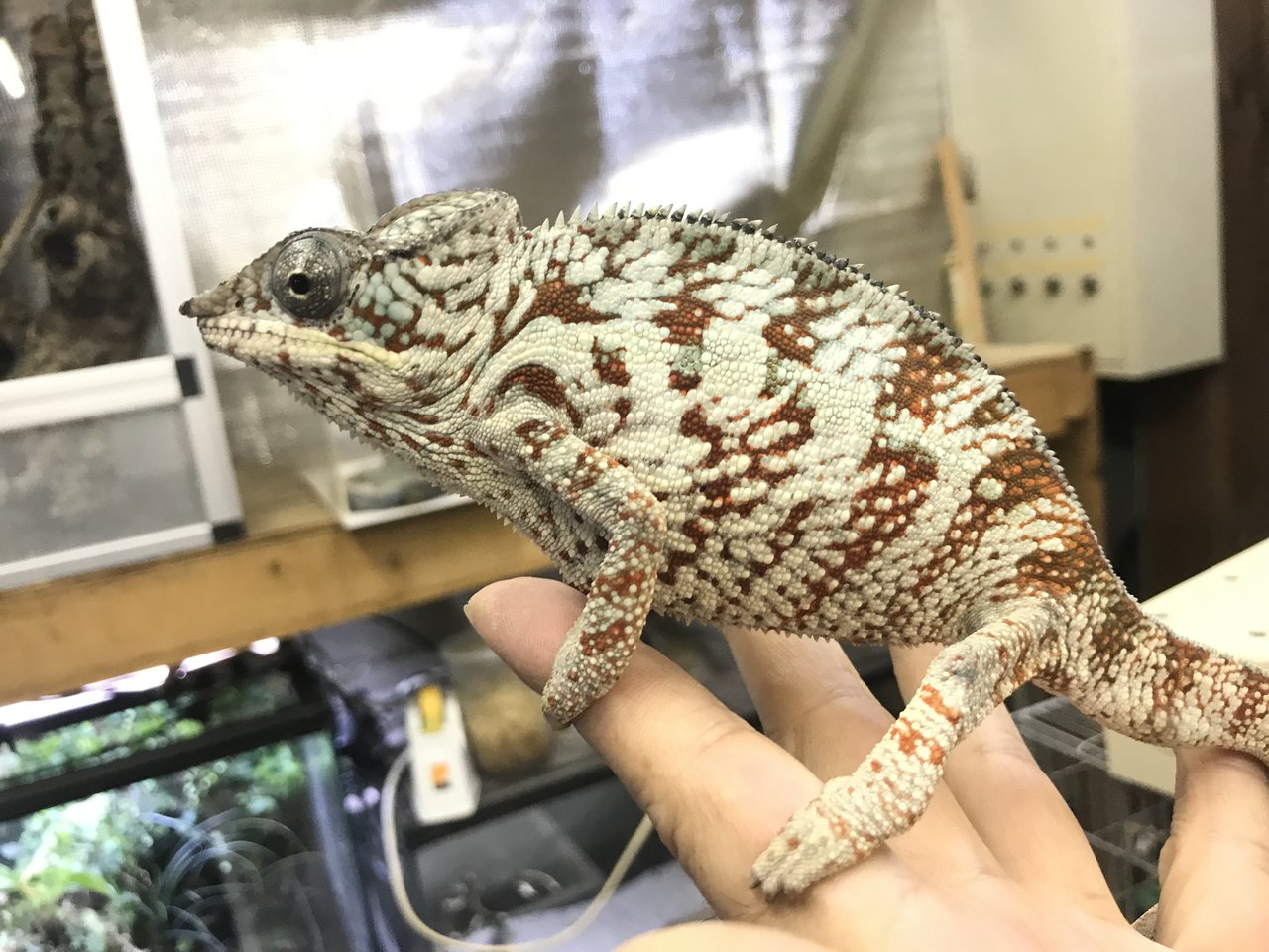 新着さんご紹介 眠れる森のゴリオ