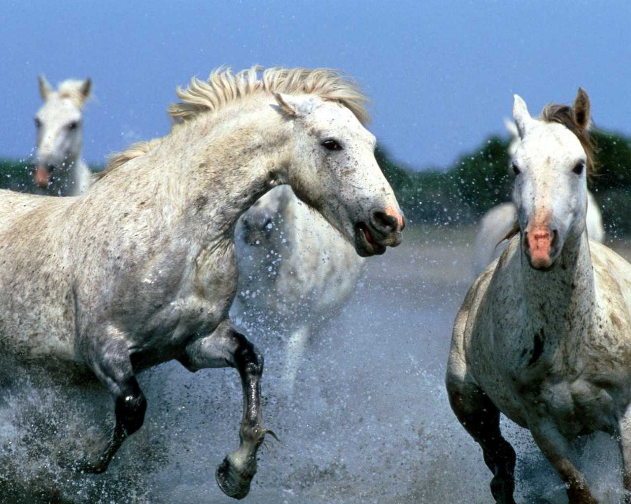 ラブリー美しい 馬 かっこいい 画像 すべての動物画像 ラブリー美しい 馬 かっこいい 画像 すべての動物画像