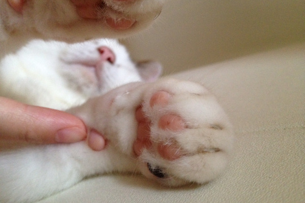 【画像】猫の手のこの部分って何の役割があるの?