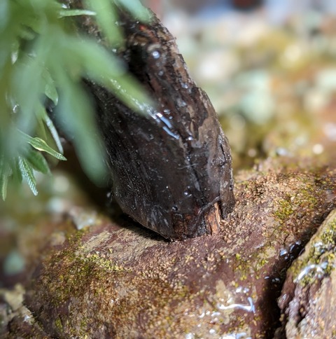 鳥居ジオラマ２１