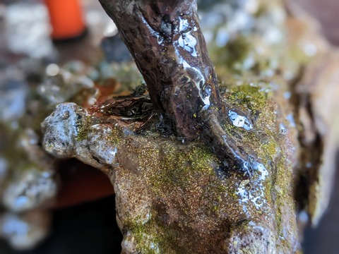 PXL_20230520_231737810.PORTRAIT