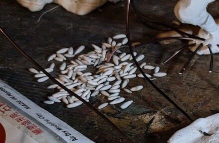 ネンドソー「超捕食怪獣」5