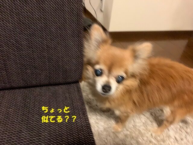 チワワ 在宅ワークの生活を楽しむ