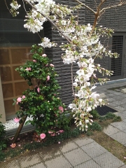 cc530770.jpg
