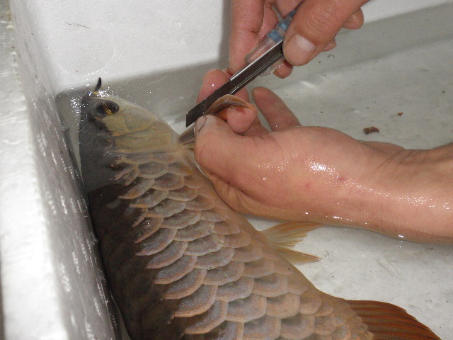 悠久の時を越えて 古代魚と戯れる日々 Livedoor Blog ブログ