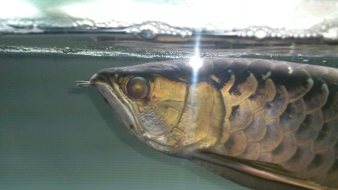 悠久の時を越えて~古代魚と戯れる日々~:アロワナ - livedoor Blog(ブログ)