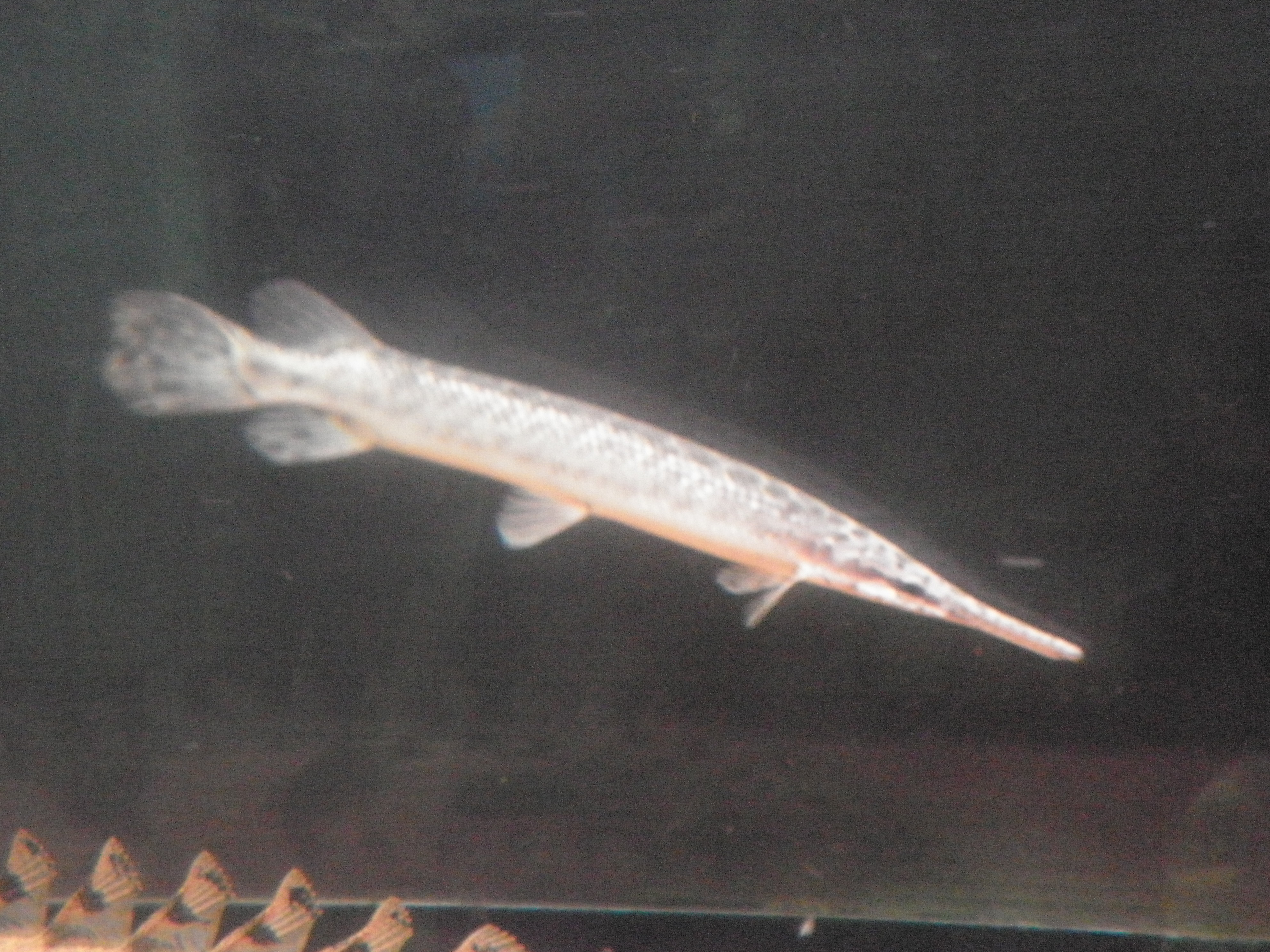 悠久の時を越えて 古代魚と戯れる日々 ガー Livedoor Blog ブログ