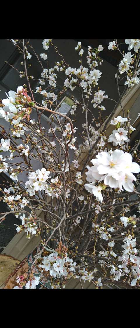 Screenshot_20240408-084755