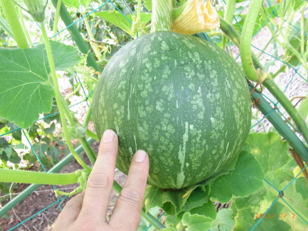 空中栽培の小玉スイカ カボチャ 不受精のカボチャ 丹波の黒豆に支柱 三篠川のそばで家庭菜園と果物作り