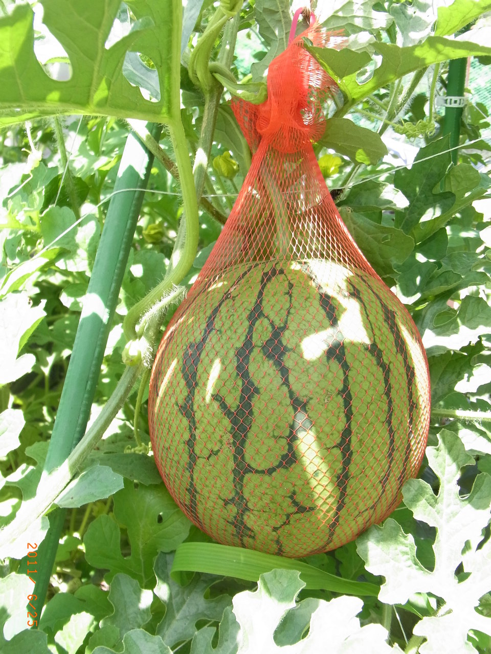 空中栽培 小玉スイカとカボチャ 三篠川のそばで家庭菜園と果物作り