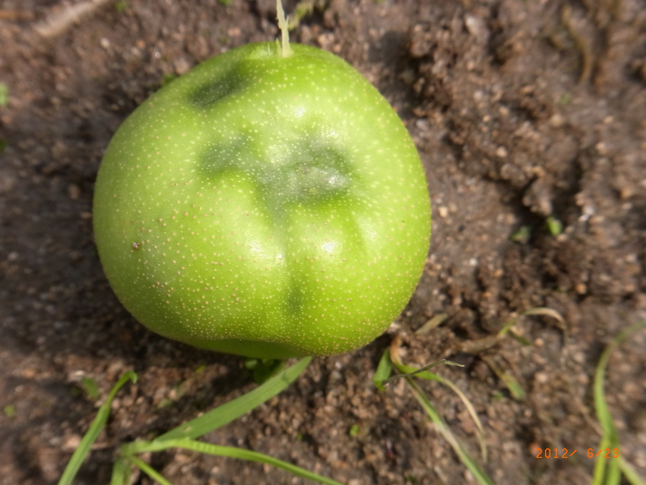 キウイとナシ カメムシ被害果 です 三篠川のそばで家庭菜園と果物作り