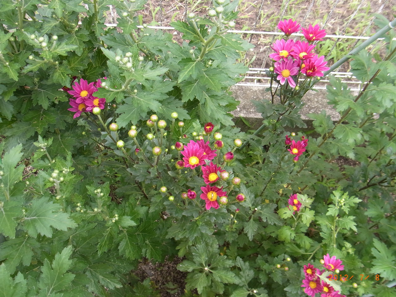 花、(サボテン、夏菊)がきれい : 三篠川のそばで家庭菜園と果物作り