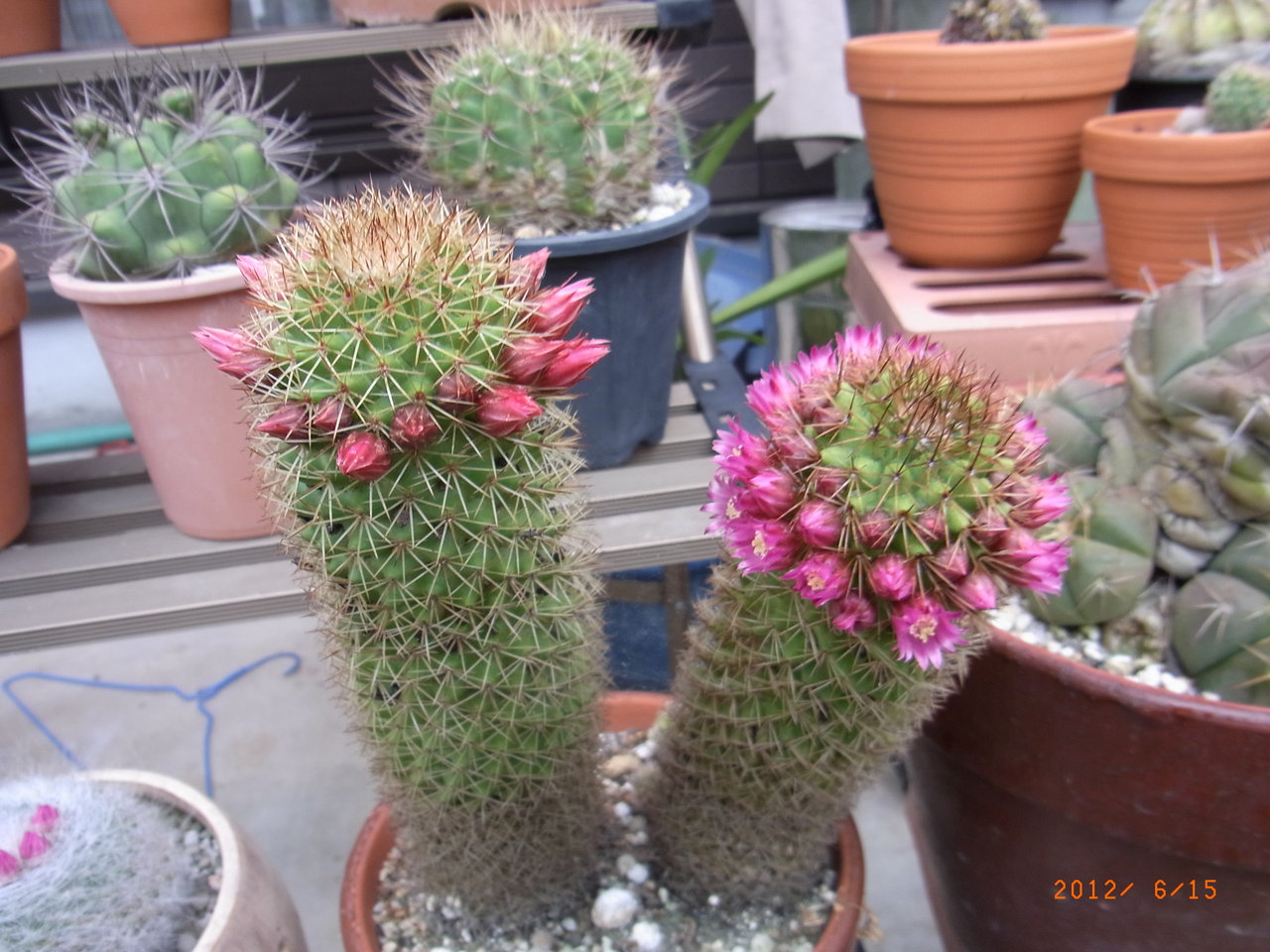 サボテンの花がいろいろ咲きはじめ 三篠川のそばで家庭菜園と果物作り サボテンの花がいろいろ咲きはじめ 三篠川のそばで家庭菜園と果物作り