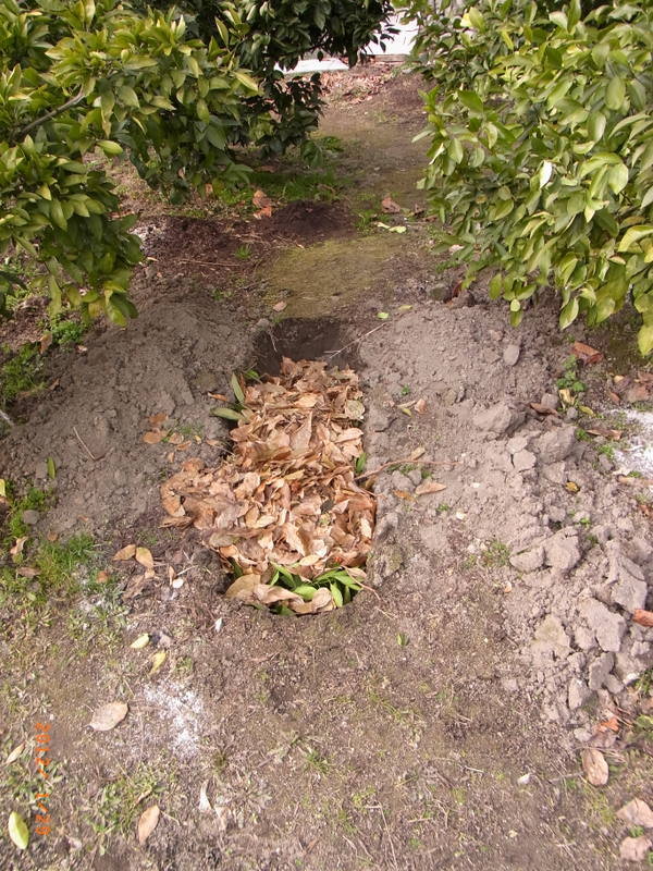 果樹園の土づくり またまた土づくり 三篠川のそばで家庭菜園と果物作り 果樹園の土づくり またまた土づくり 三篠川のそばで家庭菜園と果物作り
