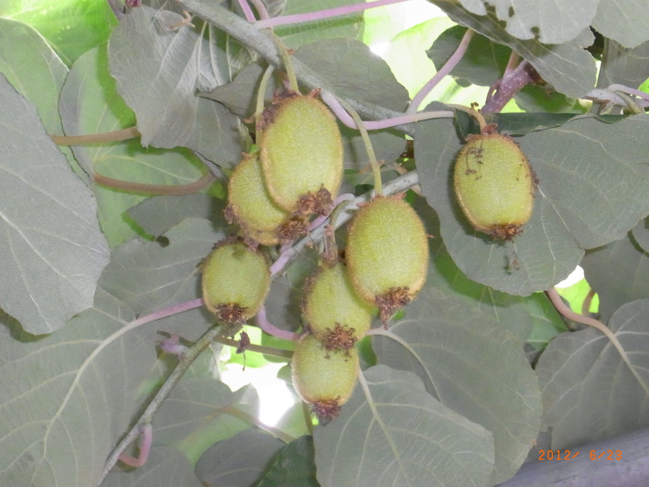 キウイとナシ カメムシ被害果 です 三篠川のそばで家庭菜園と果物作り