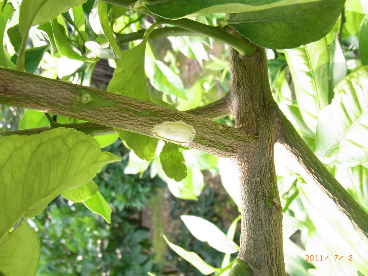 レモンがゴマダラカミキリ テッポウ虫 に枝をかじられる 三篠川のそばで家庭菜園と果物作り レモンがゴマダラカミキリ テッポウ虫 に枝をかじられる 三篠川のそばで家庭菜園と果物作り