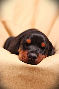 luna-sleeping-baby-1045311_640