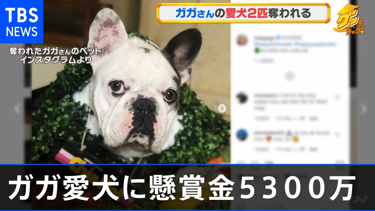 レディー ガガ 34 愛犬に懸賞金５３００万円 ネットでは 犬を誘拐なのか 身代金目的の強奪だろう の声も Snsの最新の反応 ロバ耳ダース王子の 芸スポ情報 テラ速
