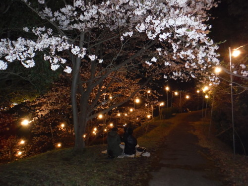 高岡公園で花見