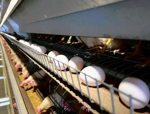 【悲報】ニワトリ「えっショック」