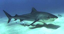IMG_5447