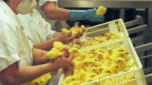 ひよこ鑑定士 うーん これはひよこ W なんjやきう関係ない部 おんj ひよこ鑑定士 うーん これはひよこ W なんjやきう関係ない部 おんj