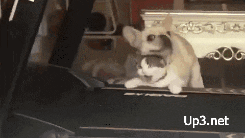 猫 こいつデカいし遅いし狩りが苦手そうやな なんjやきう関係ない部 おんj 猫 こいつデカいし遅いし狩りが苦手そうやな なんjやきう関係ない部 おんj
